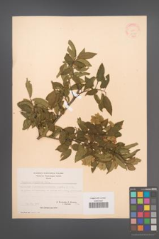 Carpinus orientalis [KOR 21261]