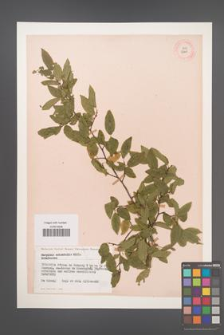 Carpinus orientalis [KOR 12441]