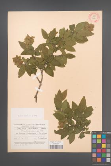 Carpinus orientalis [KOR 12443]