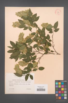 Carpinus orientalis [KOR 12480]