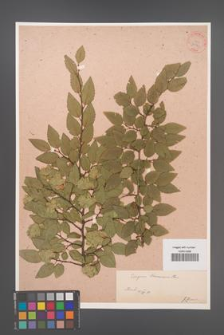 Carpinus turczaninowii [KOR 33941]