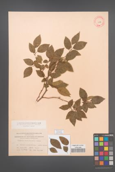 Carpinus turczaninowii [KOR 12496]