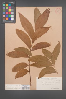 Carya illinoensis [illinoinensis] [KOR 663]