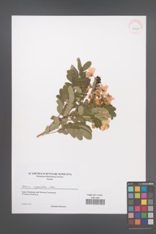 Cassia corymbosa [KOR 43168]