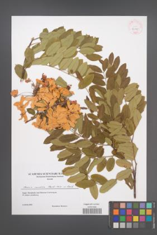 Cassia nodosa [KOR 43175]