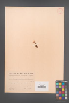 Cassiope selaginoides [KOR 33948]