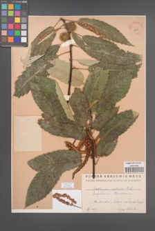 Castanea sativa [KOR 12529]