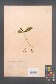 Castanea sativa [KOR 12530]