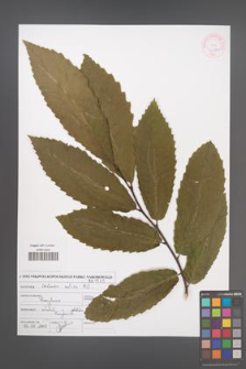 Castanea sativa [KOR 46941]