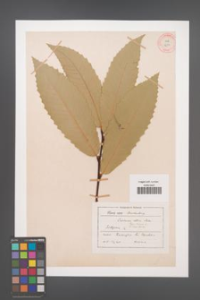 Castanea sativa [KOR 12534]