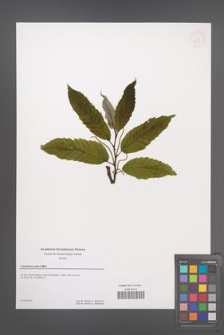 Castanea sativa [KOR 53916]