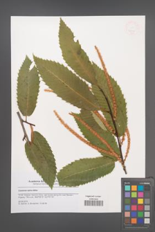 Castanea sativa [KOR 47946]