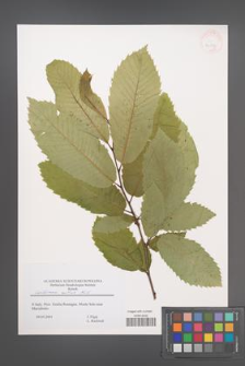 Castanea sativa [KOR 43597]