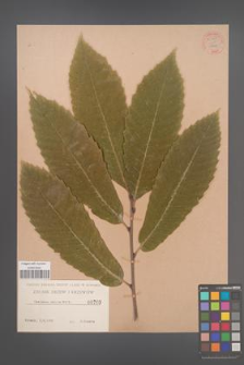 Castanea sativa [KOR 54489]