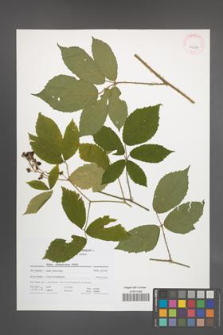 Rubus siemianicensis [KOR 41679]