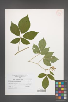 Rubus siemianicensis [KOR 40642]