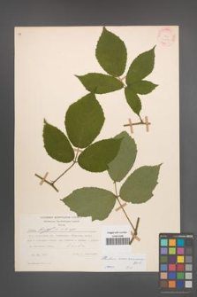 Rubus siemianicensis [KOR 31413]