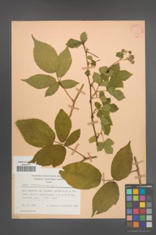Rubus siemianicensis [KOR 22811]