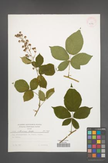 Rubus silesiacus [KOR 24386]