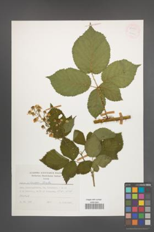 Rubus silesiacus [KOR 54454]