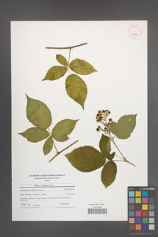 Rubus silesiacus [KOR 40723]
