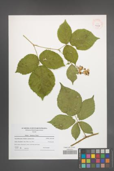 Rubus silesiacus [KOR 40636]