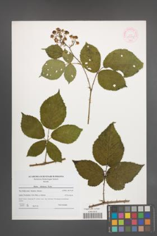 Rubus silesiacus [KOR 44559]