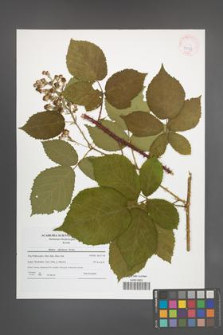 Rubus silesiacus [KOR 42147]