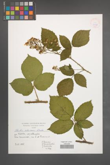 Rubus silesiacus [KOR 39988]