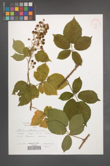 Rubus silesiacus [KOR 29544]