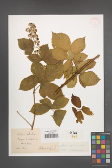 Rubus silesiacus [KOR 30571]