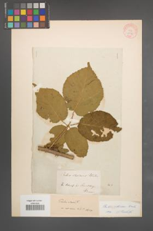 Rubus silesiacus [KOR 10975]