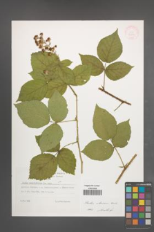 Rubus silesiacus [KOR 32271]