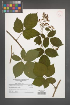 Rubus silesiacus [KOR 40558]