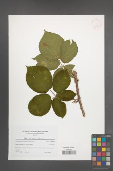 Rubus silesiacus [KOR 41525]