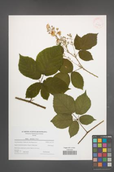 Rubus silesiacus [KOR 43279]