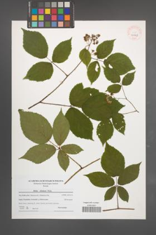 Rubus silesiacus [KOR 40569]