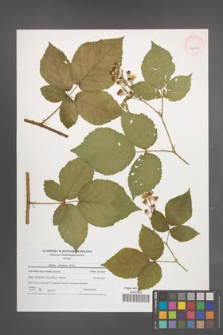 Rubus silesiacus [KOR 40680]