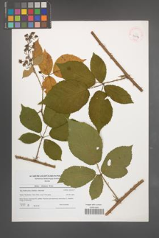 Rubus silesiacus [KOR 41054]