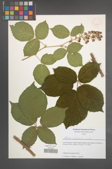 Rubus silesiacus [KOR 51627]