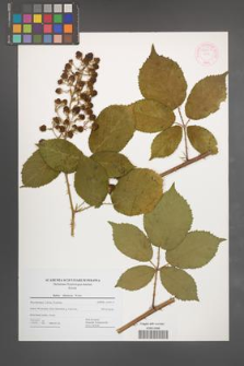 Rubus silesiacus [KOR 44451]