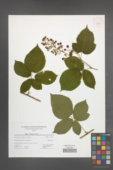 Rubus silesiacus [KOR 42796]