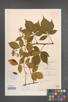 Rubus sprengelii [KOR 11027]