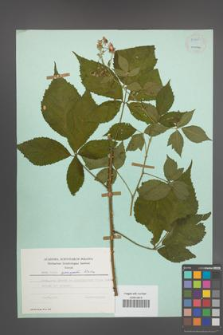 Rubus sprengelii [KOR 54868]