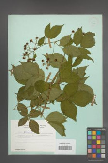 Rubus sprengelii [KOR 24431]
