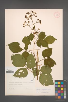 Rubus sprengelii [KOR 7185]