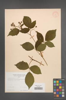 Rubus sprengelii [KOR 11004]