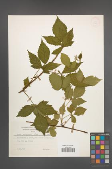 Rubus sprengelii [KOR 27843]