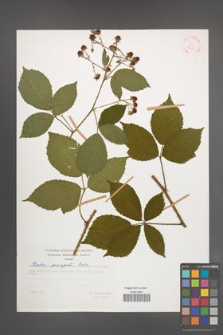 Rubus sprengelii [KOR 29411]