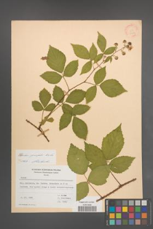 Rubus sprengelii [KOR 21754]